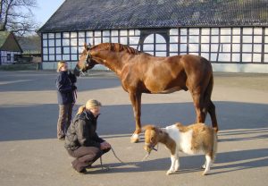 Pferde, Hengst und Pony